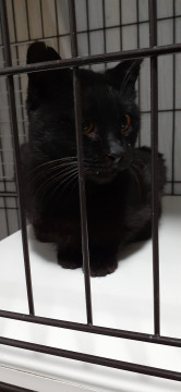抱きつき猫!人間大好き黒猫君