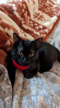 甘ったれでワンパクな黒猫の男の子
