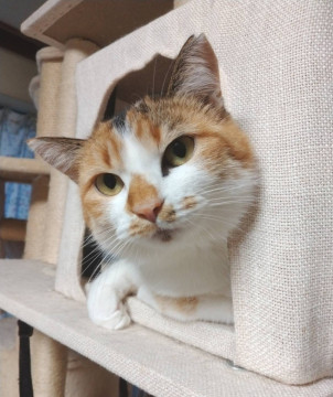 控えめでビビりんちょのもみじ