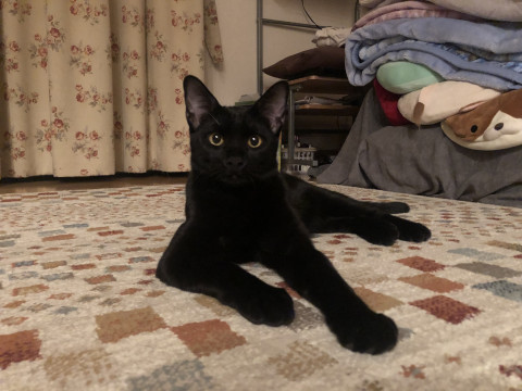 スタイル抜群 黒猫源ちゃん