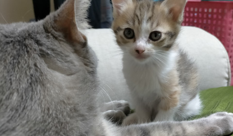 三毛猫ちゃん