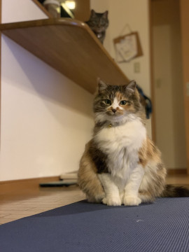 モフモフの三毛猫