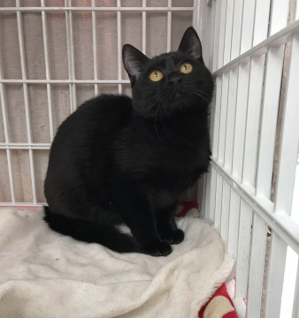 可愛い黒猫8ヶ月