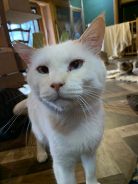 魅力的な白猫のグランパ