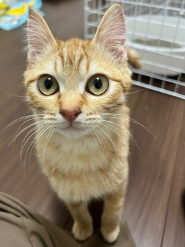 ゴロスリ茶トラ 人懐っこい子猫ちゃん