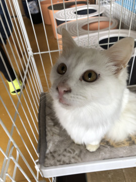 白猫長毛 可愛い サラビ