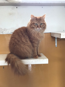 茶虎長毛　キュートな艶ちゃん