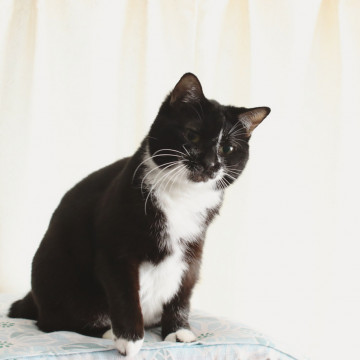 多頭飼育崩壊レスキュー!甘えん坊あると