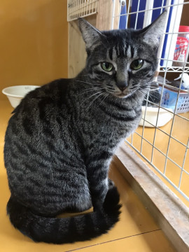 可愛い　黒キジの女の子