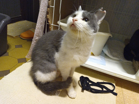 人が大好きなハチワレグレーの女のコ