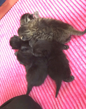 生後2週間の子猫ちゃんたち