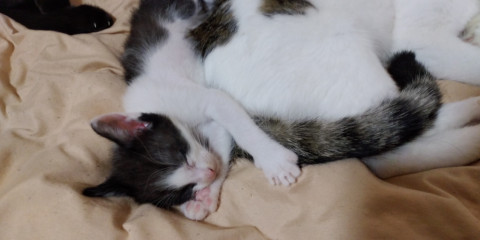 白黒ちゃんの里親募集