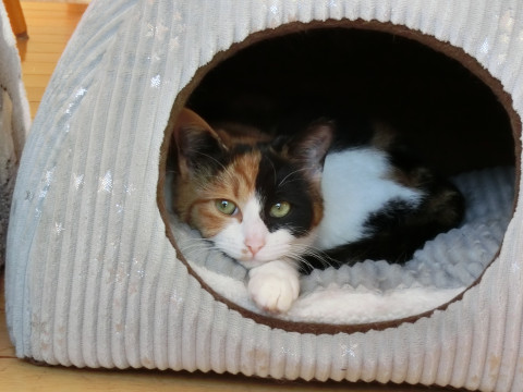 和風美人の三毛子猫です