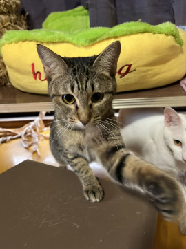 シャイガール　キジ虎　シモノセキちゃん