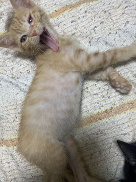 子猫 茶虎