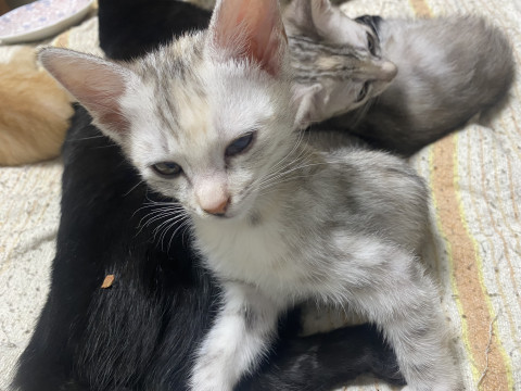 子猫 灰色