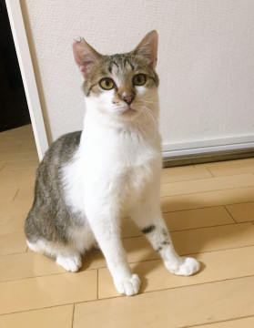 ホープ