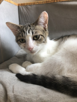 キジシロ 5ヶ月