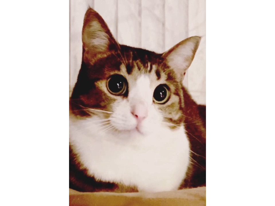 可愛らしい雉白こおりちゃん