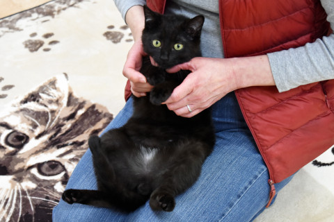 ちょっとビビりの黒猫君