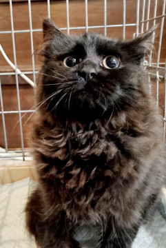 モフモフさんの猫さんです♪