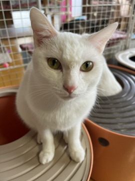 ボブテールがキュートな白猫キキちゃん
