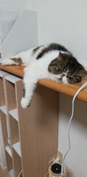エキゾチック メス 4歳