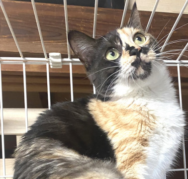 唯一無二の三毛猫ちゃん