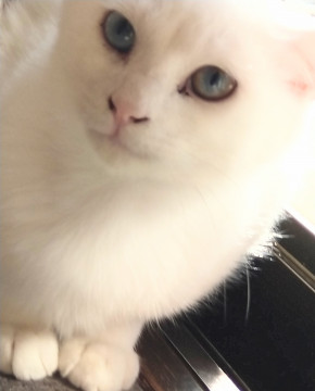 眞白の猫