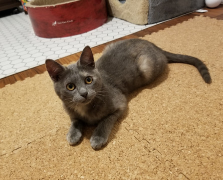 おてんばなグレーのねこちゃん