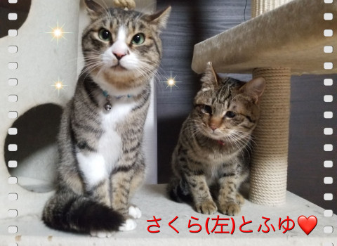 里親決定❤️可愛いさくらくん❤️