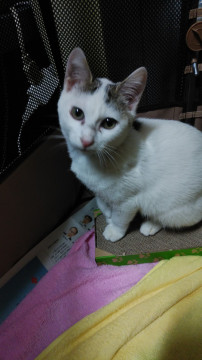 なでなで大好き人懐っこい子猫です