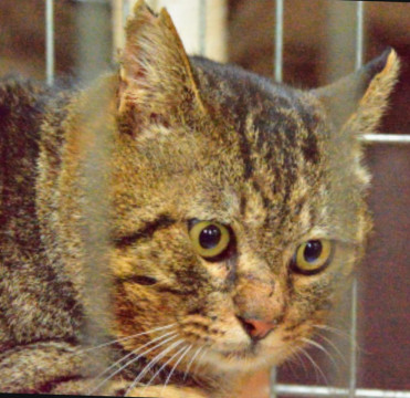 食いしん坊の大きいオス猫ちゃんです!!