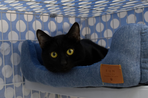 スリスリゴロゴロ黒猫君