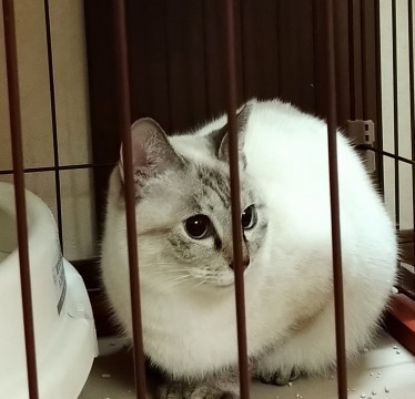 ブルーアイで小柄なシャムmixの女のコ