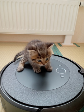 拾い猫