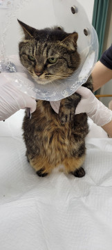 命懸けの里親募集、キジトラ妹