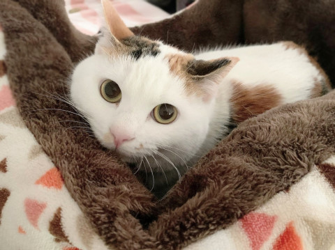 ひまわりの家族はどこにいますか?byひま