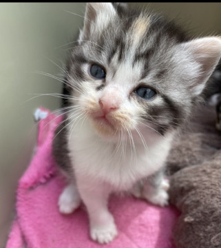 先に載せている子猫の兄弟です