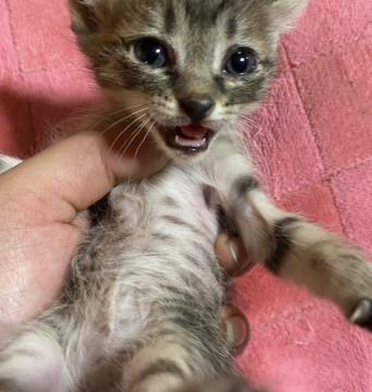 キジトラ