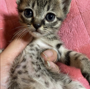 かわいいネルちゃん