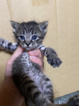 毛がふわふわな子猫