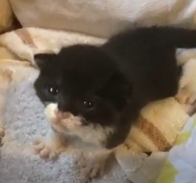 4月2日生まれ(推定)の子猫です。