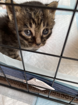 約3週間の可愛い子猫