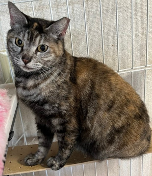アメショ混じりのサビ猫さん