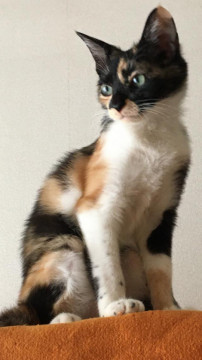 エレガントな美猫の三毛子猫ちゃん