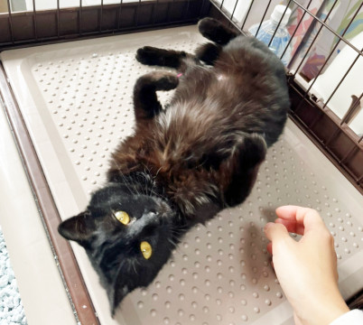 甘ったれ黒猫ちゃん
