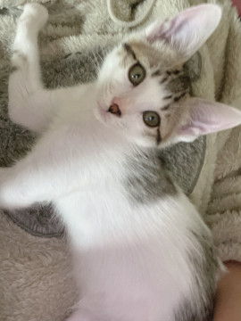 鼻の模様がキュートな白猫ちゃん♂