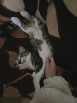 甘えん坊な猫ちゃん♂