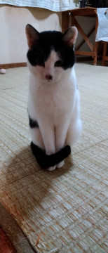 可愛い白黒ママと娘の茶白黒ちゃん